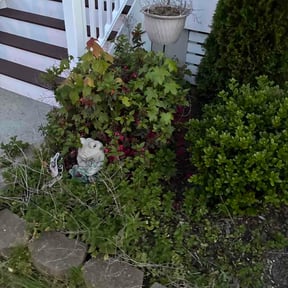 Flower Bed Weeding by Elegant Lawn Care LLC reviewed on May 9, 2026
