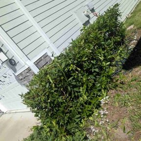 Flower Bed Weeding by Knowledge As A Service Company reviewed on November 8, 2025