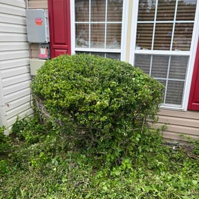 Bush Trimming by Tony's lawn services/Plowing reviewed on August 21, 2025