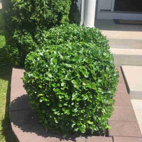 Bush Trimming by Kennedy&#039;s Kuts reviewed on February 9, 2024