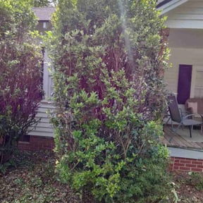 Bush Trimming by Apex Maintenance Services LLC reviewed on August 19, 2025