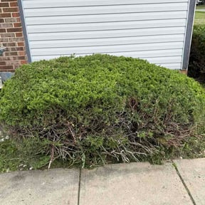 Bush Trimming by Regiment Property And Lawncare Inc reviewed on June 1, 2022