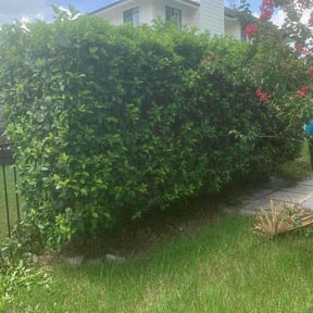 Bush Trimming by DAAKKS Lawncare reviewed on August 21, 2025