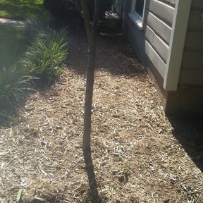 Bush Trimming by Capital Mowing reviewed on April 27, 2024