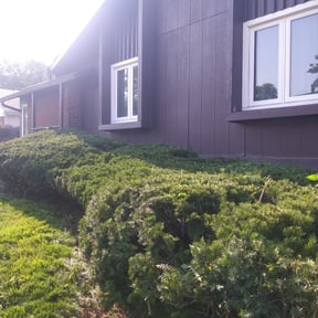 Bush Trimming by Labor Plus Services reviewed on August 21, 2025