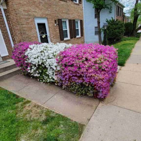 Bush Trimming by MEDINA'S LANDSCAPPING reviewed on August 16, 2025