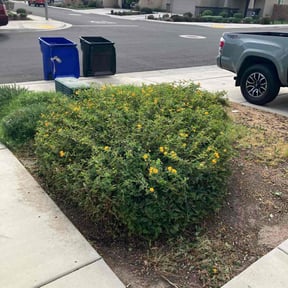 Bush Trimming by Precise Lines Lawn Care reviewed on November 22, 2025