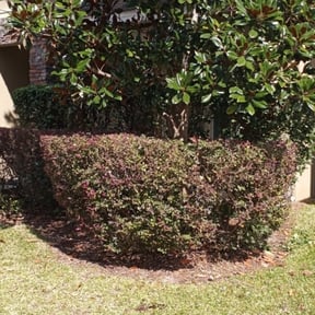 Bush Trimming by G&amp;M Landscaping Services reviewed on August 14, 2024