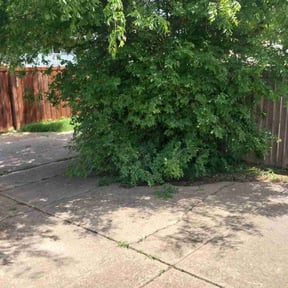 Bush Trimming by MOW AND BLOW LAWN SERVICE LLC reviewed on August 20, 2025