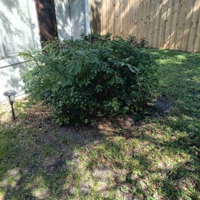 Bush Trimming by Roberto Pena reviewed on April 30, 2024