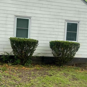 Bush Trimming by City to Surf Property Maintenance reviewed on August 20, 2025