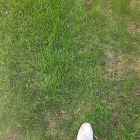 Leaf Removal by RJL property services reviewed on May 12, 2026
