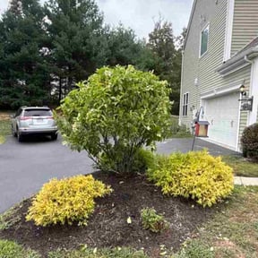 Bush Trimming by Ferguson's Lawn and Landscape reviewed on December 7, 2025