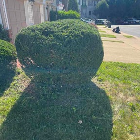 Bush Trimming by VSK LLC reviewed on June 21, 2026