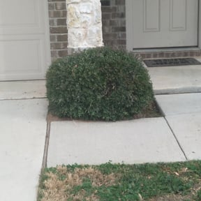 Bush Trimming by Parshall’s Landscaping reviewed on August 19, 2025