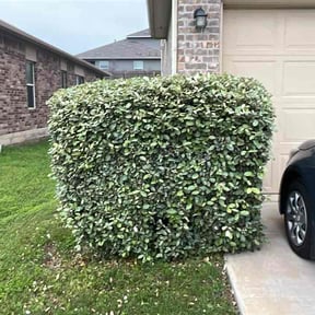 Bush Trimming by Dan's Lawn &amp; Landscaping reviewed on April 27, 2026