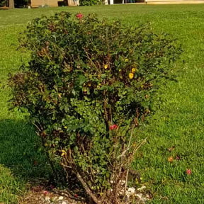 Bush Trimming by Earls Lawn Care reviewed on July 6, 2026