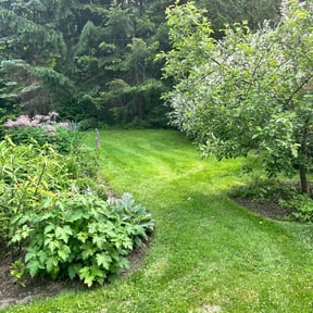 grass maintenance by Precise Lawn & Landscape LLC reviewed on August 20, 2025