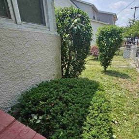Bush Trimming by Premium lawn maintenance LLC reviewed on August 16, 2025