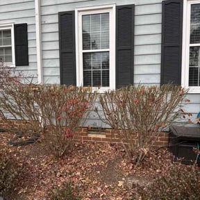 Bush Trimming by Dxd lawn care reviewed on November 23, 2025