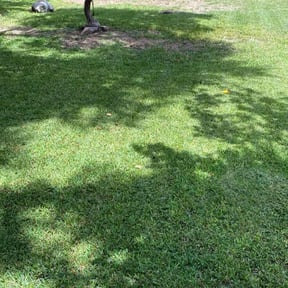landscape maintenance by Top Dogg Unlimited reviewed on August 17, 2025