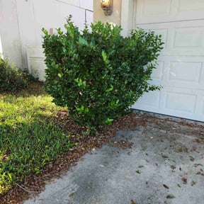 Bush Trimming by D1B Just Cut It reviewed on October 18, 2025