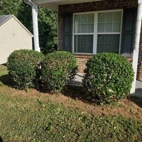 Bush Trimming by BSM & Co. Landscaping reviewed on August 16, 2025