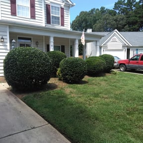 Bush Trimming by Tru reviewed on August 18, 2025