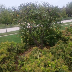 Bush Trimming by T &amp;J lawn care reviewed on November 18, 2025