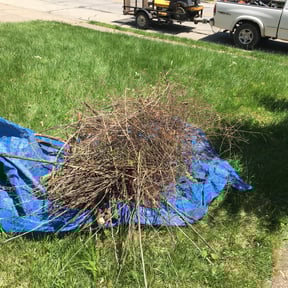 Bush Trimming by Suncoast Mowing and Pressure Washing Company reviewed on August 20, 2025