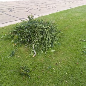 Bush Trimming by L&M landscaping reviewed on August 20, 2025