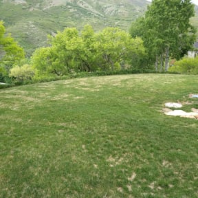 Bush Trimming by Catalan landscaping reviewed on August 21, 2025