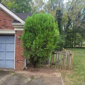 Bush Trimming by JALER LLC reviewed on October 19, 2025