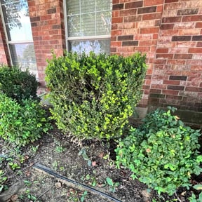 Bush Trimming by Walker Handyman reviewed on November 8, 2025