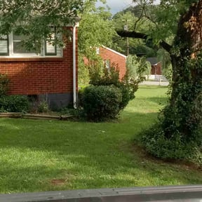 Bush Trimming by Lowcountry yard maintaince reviewed on August 16, 2025