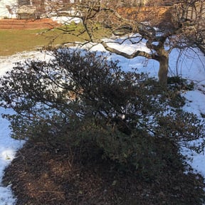 Bush Trimming by Country Boy Mikey's Lawn Care reviewed on August 21, 2025