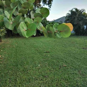 lawn service by J&K Affordable Service reviewed on October 22, 2024