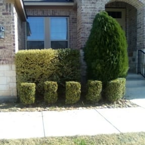 Bush Trimming by Mercy and grace Detail Lawn &Landscaping Design reviewed on August 17, 2025