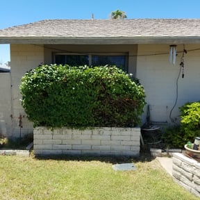 Bush Trimming by Jackson Lawn care reviewed on August 20, 2025