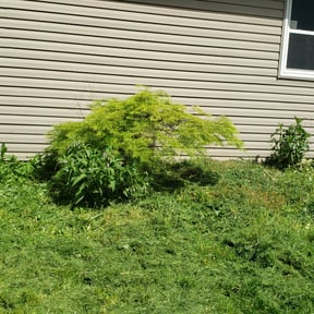 Bush Trimming by J&J Lawnz reviewed on August 15, 2025