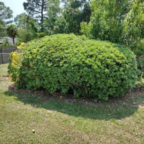 Bush Trimming by Caesar’s Premier Landscaping reviewed on August 18, 2025