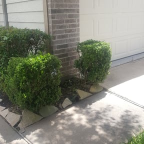 Bush Trimming by Brighter day outdoor services reviewed on August 16, 2025