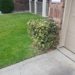 Bush Trimming by Lou Tel Landscaping and Design reviewed on August 13, 2025