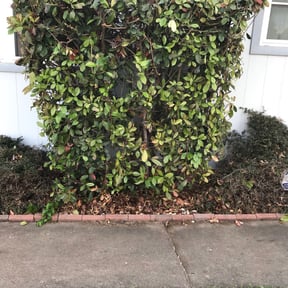 Bush Trimming by CCC Lawn Care LLC reviewed on August 16, 2025