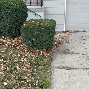 turf care by Lithium lawn care services LLC reviewed on May 30, 2025