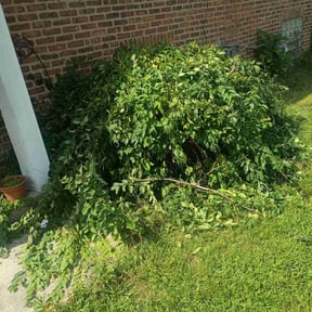 Bush Trimming by YardGoat Mowing reviewed on December 17, 2025