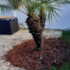 Bush Trimming by Precise Lines Lawn Care reviewed on August 16, 2025