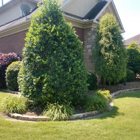 Bush Trimming by Sage Landcrafters reviewed on August 19, 2025