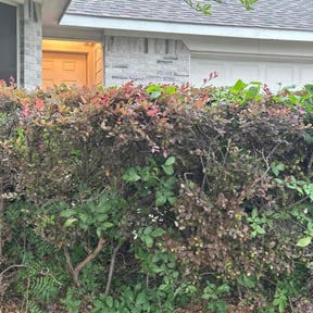 Bush Trimming by Chi services reviewed on August 18, 2025