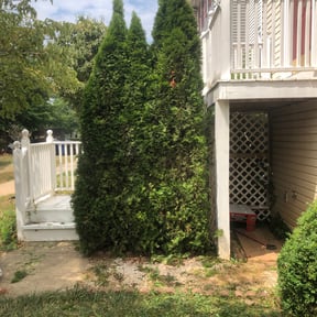 Bush Trimming by Big Boy Landscaping reviewed on August 17, 2025